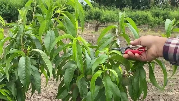 Садівник проріджує завязь персиків секатором на гілці дерева