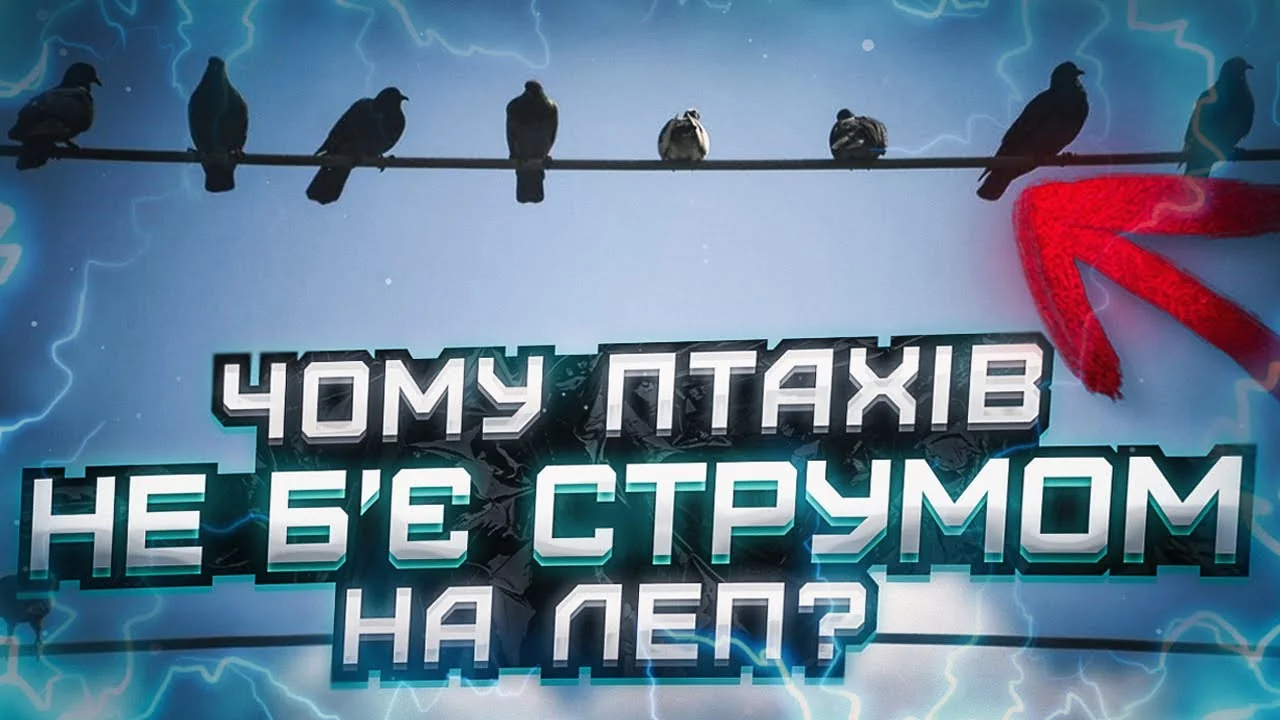 Птахи на дротах ЛЕП з текстом Чому птахів не бє струмом на ЛЕП