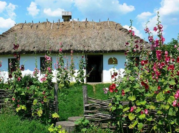 Мальви біля стін старої хати з солом’яним дахом у селі