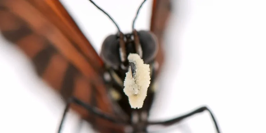 Метелик Heliconius з пилком на хоботку для довголіття