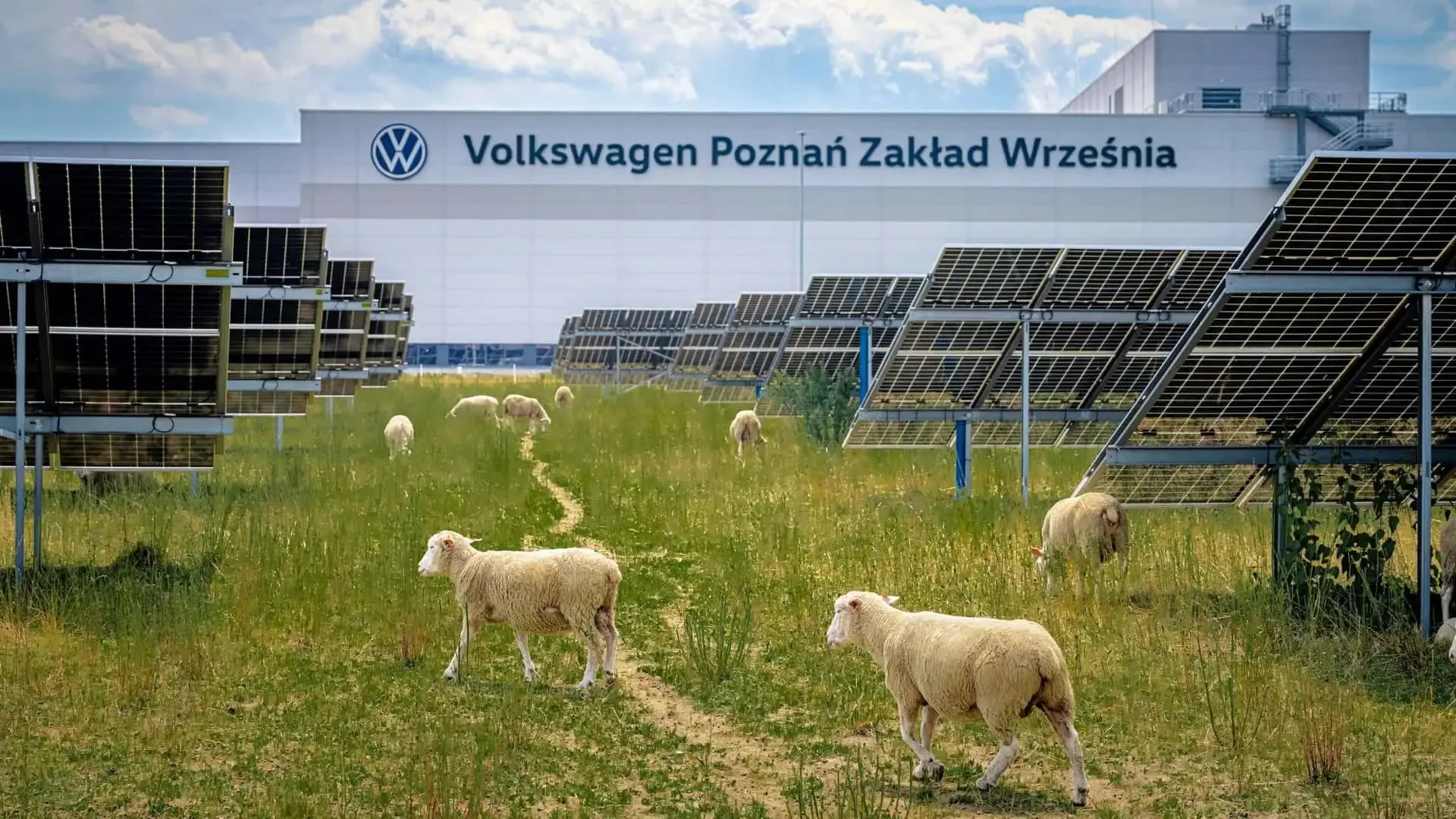 Вівці пасуться серед сонячних панелей на заводі Volkswagen у Вжесні