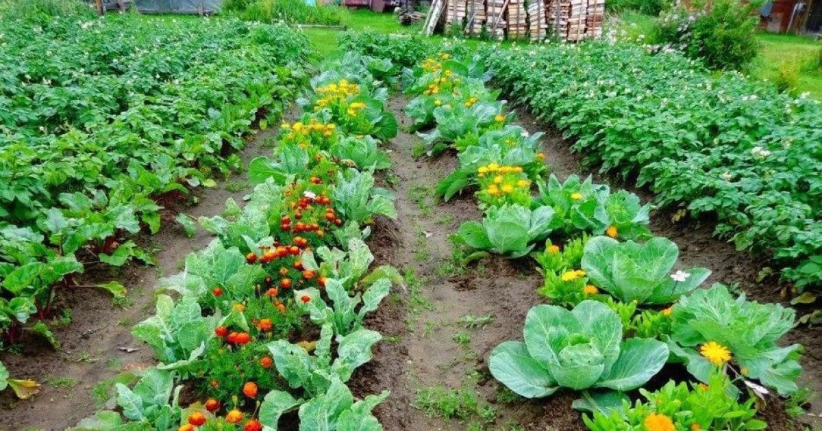 Грядки з капустою та чорнобривцями як зелений барєр від слимаків