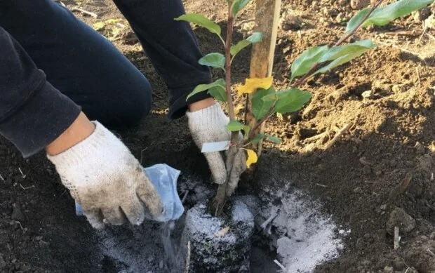 Підживлення помідорів деревною золою біля основи рослини в ґрунті