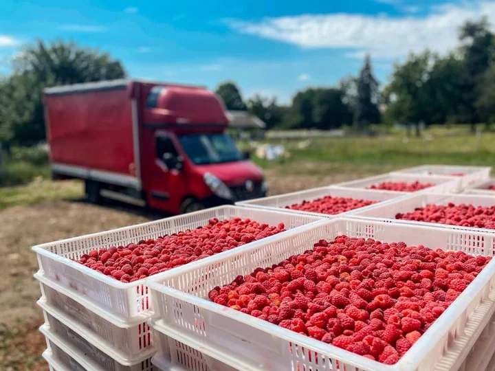Ящики з малиною нового врожаю біля вантажівки на полі