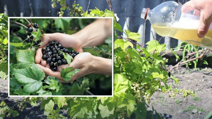 Підживлення кущів смородини та аґрусу рідкою золою в липні
