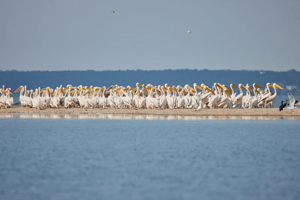 Зграя пеліканів на березі Каховського водосховища після підриву греблі